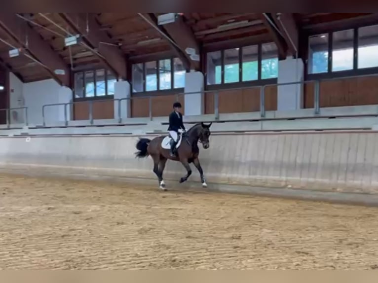Cheval de sport allemand Hongre 5 Ans 170 cm Bai brun in Murnau