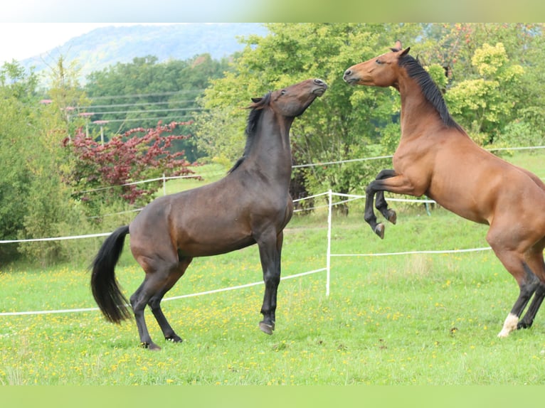 Cheval de sport allemand Hongre 5 Ans 170 cm Bai brun in Römhild