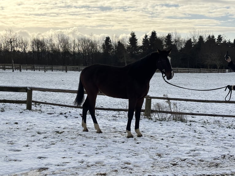 Cheval de sport allemand Hongre 5 Ans 170 cm Bai brun in Grevenbroich