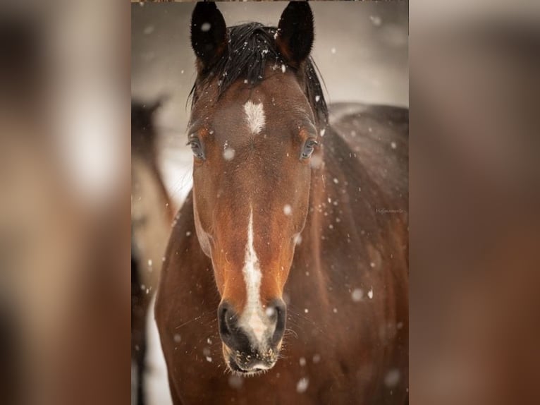 Cheval de sport allemand Hongre 5 Ans 170 cm Bai in Neustrelitz