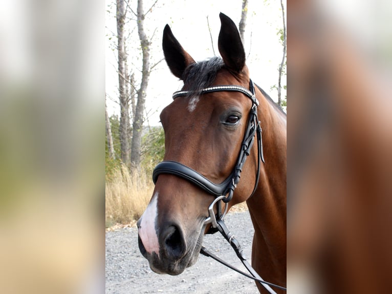 Cheval de sport allemand Hongre 5 Ans 170 cm Bai in Uichteritz