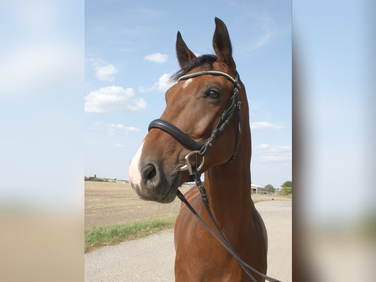 Cheval de sport allemand Hongre 5 Ans 170 cm Bai in Uichteritz