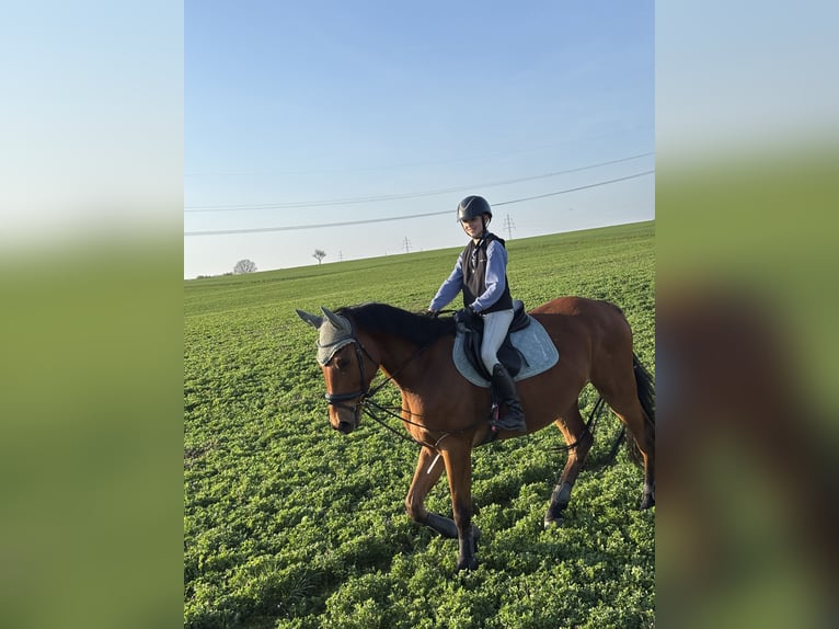 Cheval de sport allemand Hongre 5 Ans 170 cm Bai in Geithain