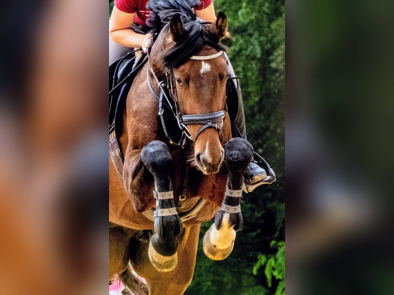 Cheval de sport allemand Hongre 5 Ans 170 cm Bai in Amberg