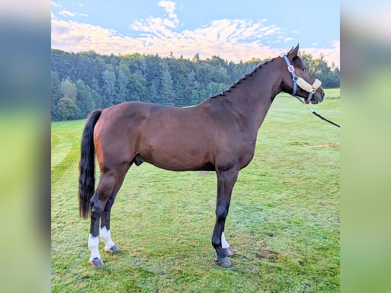 Cheval de sport allemand Hongre 5 Ans 170 cm Bai in Amberg