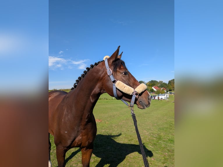 Cheval de sport allemand Hongre 5 Ans 170 cm Bai in Amberg
