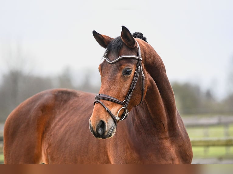 Cheval de sport allemand Hongre 5 Ans 170 cm Bai in Riedstadt