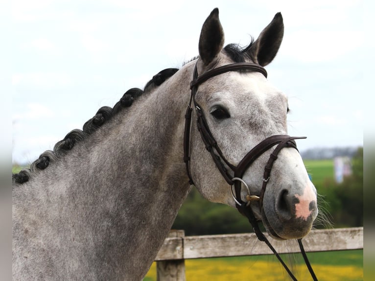 Cheval de sport allemand Hongre 5 Ans 170 cm Gris in Bad D&#xFC;rrheim
