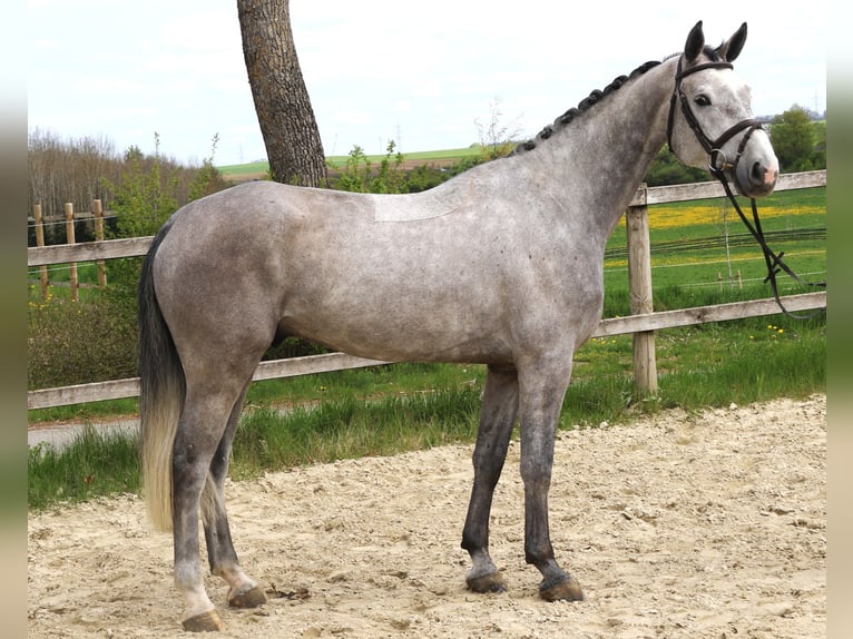 Cheval de sport allemand Hongre 5 Ans 170 cm Gris in Bad D&#xFC;rrheim
