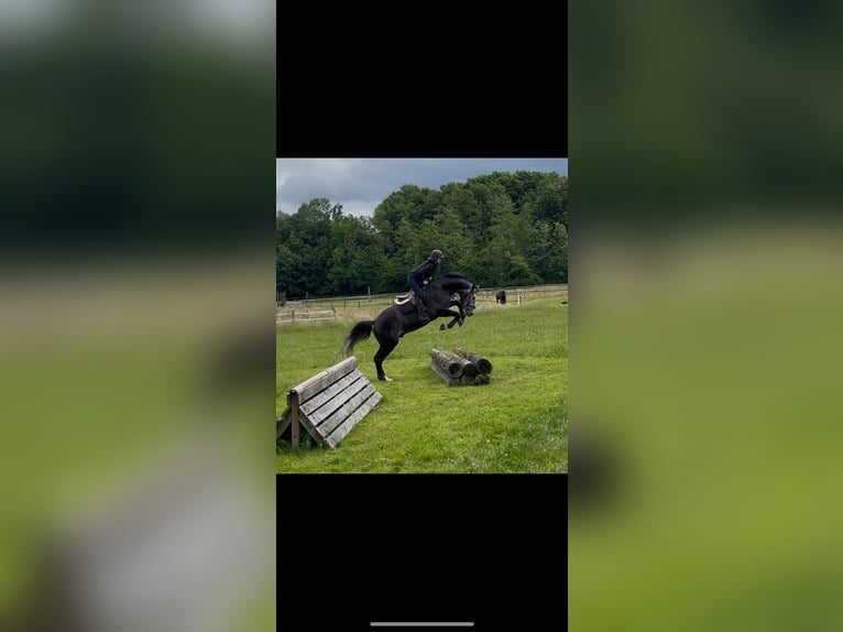 Cheval de sport allemand Hongre 5 Ans 170 cm Gris in M&#xF6;hnesee