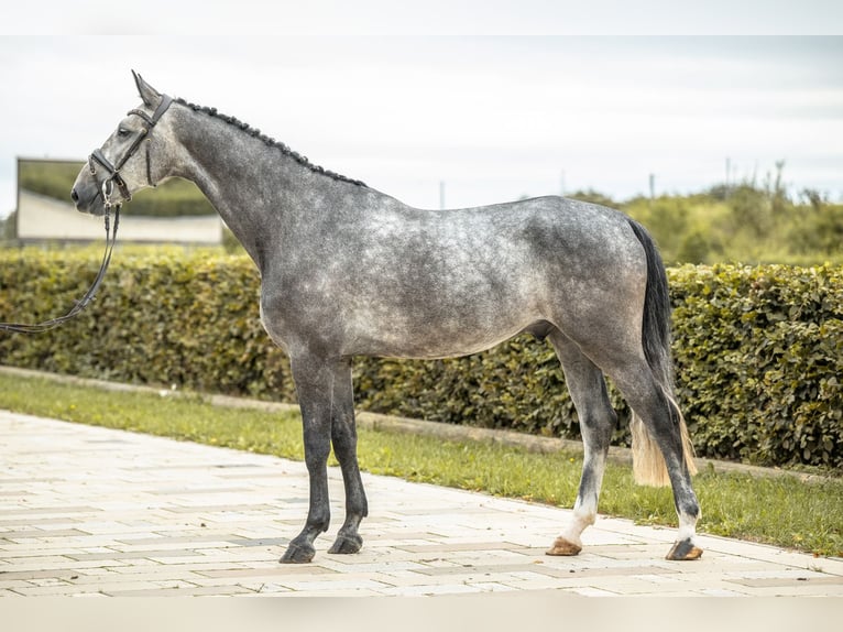 Cheval de sport allemand Hongre 5 Ans 170 cm Gris in Gomadingen