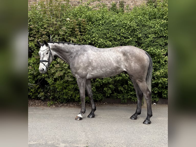Cheval de sport allemand Hongre 5 Ans 170 cm Gris pommelé in Niederkassel