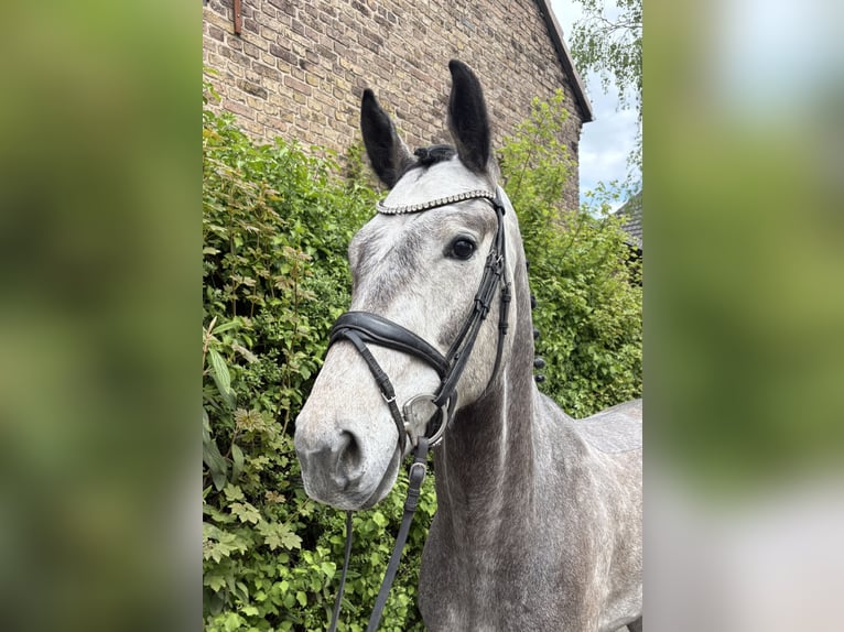 Cheval de sport allemand Hongre 5 Ans 170 cm Gris pommelé in Niederkassel