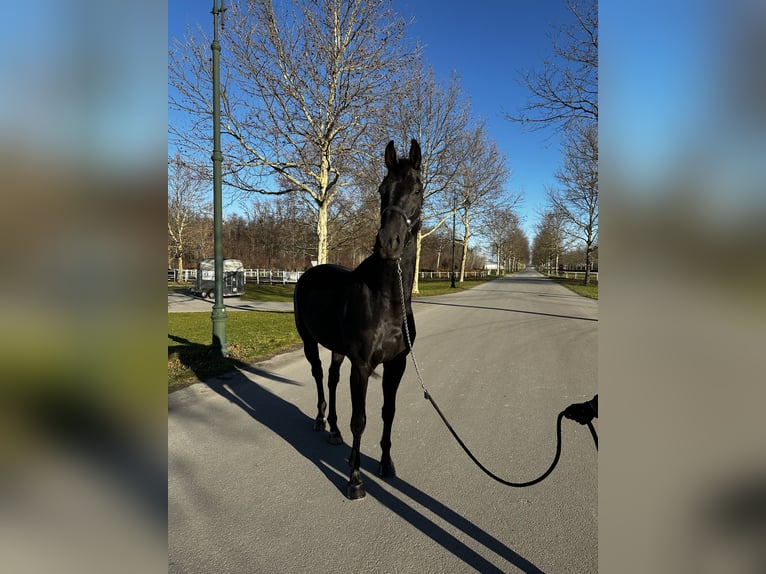 Cheval de sport allemand Hongre 5 Ans 170 cm Noir in Ebreichsdorf