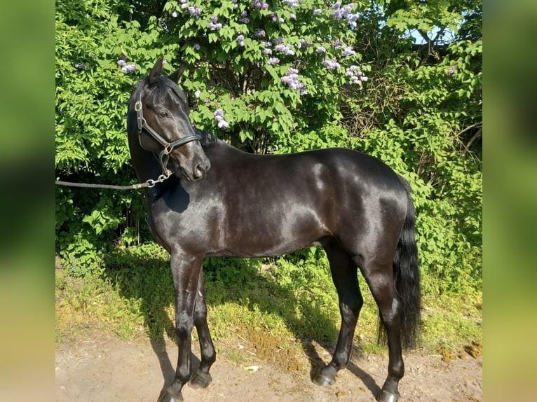 Cheval de sport allemand Hongre 5 Ans 170 cm Noir in Bischofsheim