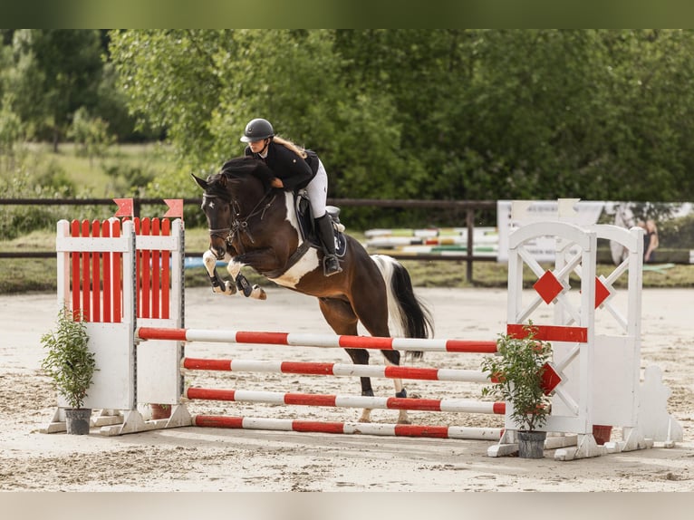 Cheval de sport allemand Hongre 5 Ans 170 cm Pinto in Overath