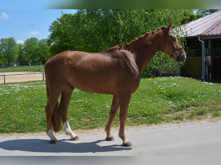 Cheval de sport allemand Hongre 5 Ans 171 cm Alezan brûlé in München