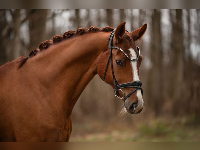 Cheval de sport allemand Hongre 5 Ans 171 cm Alezan in Wehringen