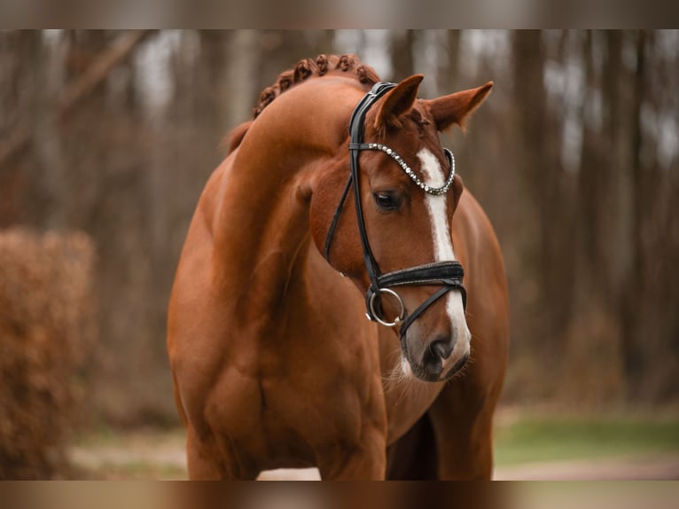 Cheval de sport allemand Hongre 5 Ans 171 cm Alezan in Wehringen