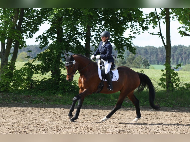 Cheval de sport allemand Hongre 5 Ans 171 cm Bai in Reinsdorf