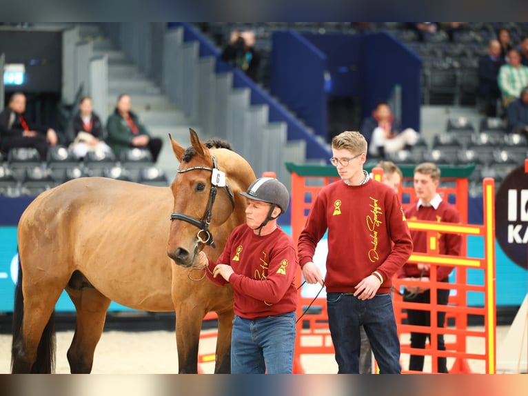 Cheval de sport allemand Hongre 5 Ans 171 cm Bai in Schollene