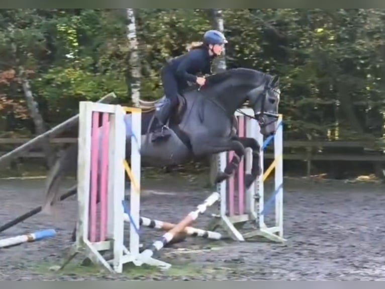 Cheval de sport allemand Hongre 5 Ans 171 cm Gris noir in Braunschweig