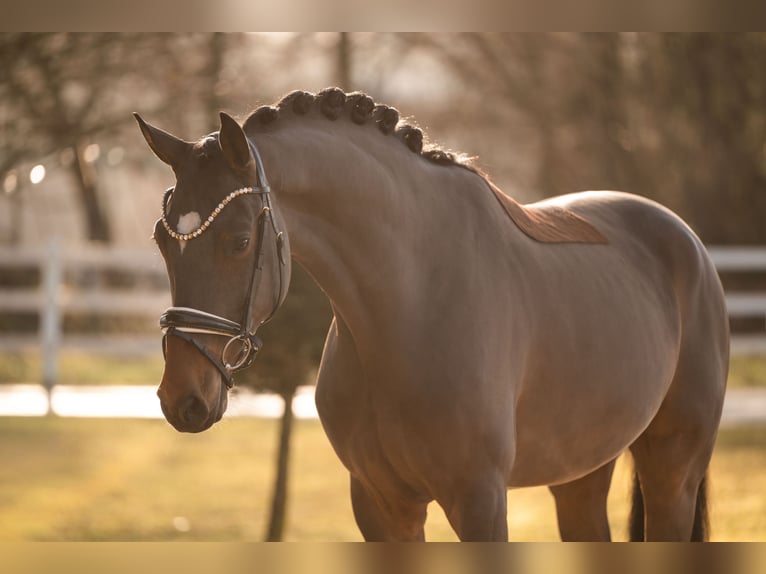 Cheval de sport allemand Hongre 5 Ans 172 cm Bai brun in Wehringen