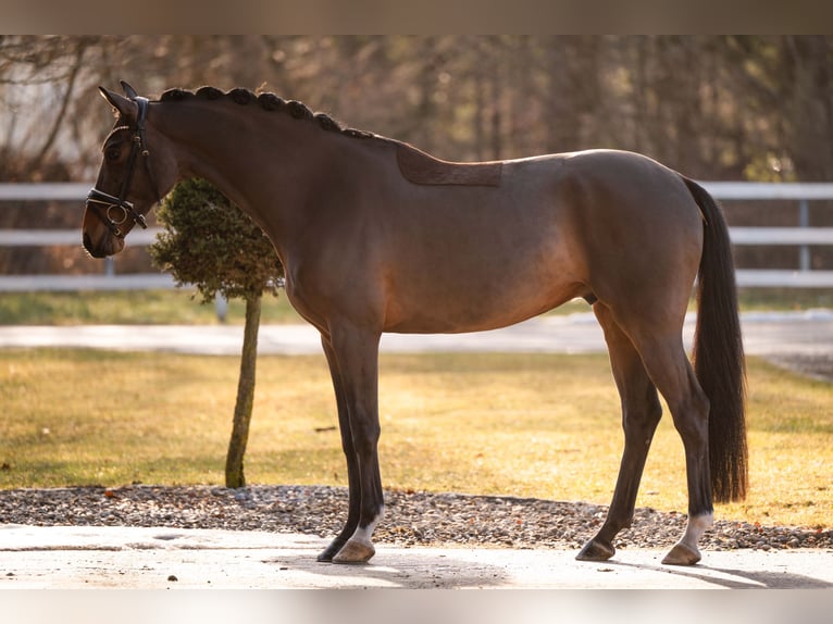 Cheval de sport allemand Hongre 5 Ans 172 cm Bai brun in Wehringen