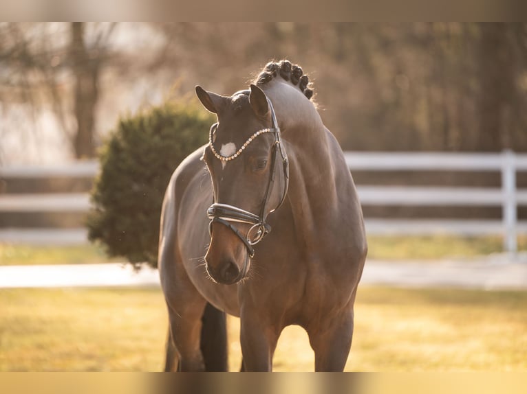 Cheval de sport allemand Hongre 5 Ans 172 cm Bai brun in Wehringen