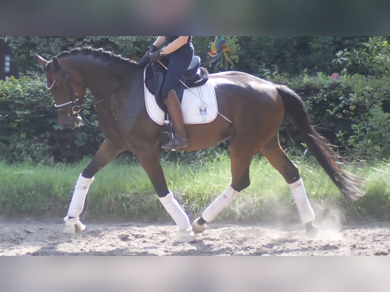 Cheval de sport allemand Hongre 5 Ans 172 cm Bai in Bremerv&#xF6;rde