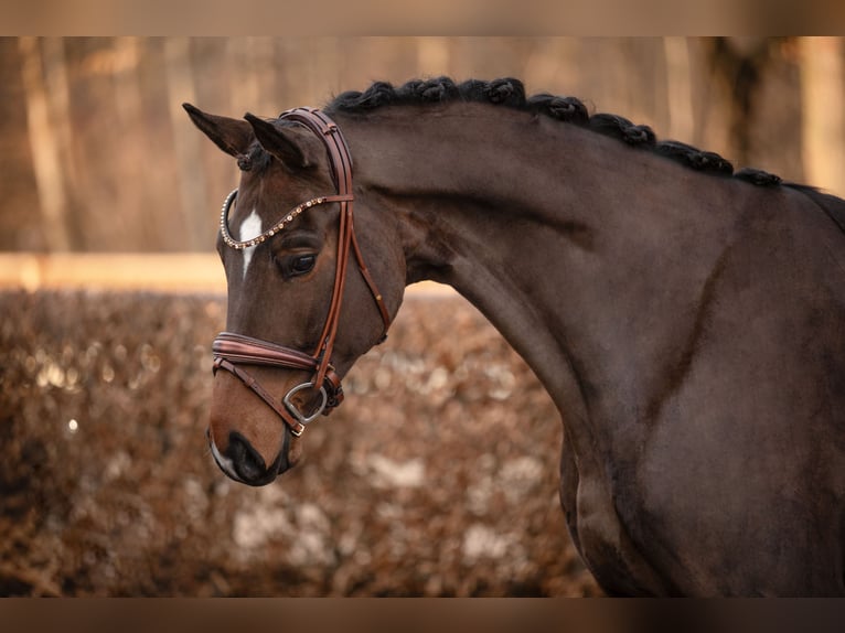 Cheval de sport allemand Hongre 5 Ans 172 cm Bai in Wehringen