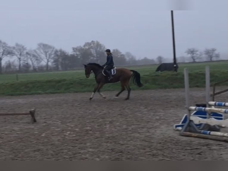 Cheval de sport allemand Hongre 5 Ans 172 cm Bai in Husum