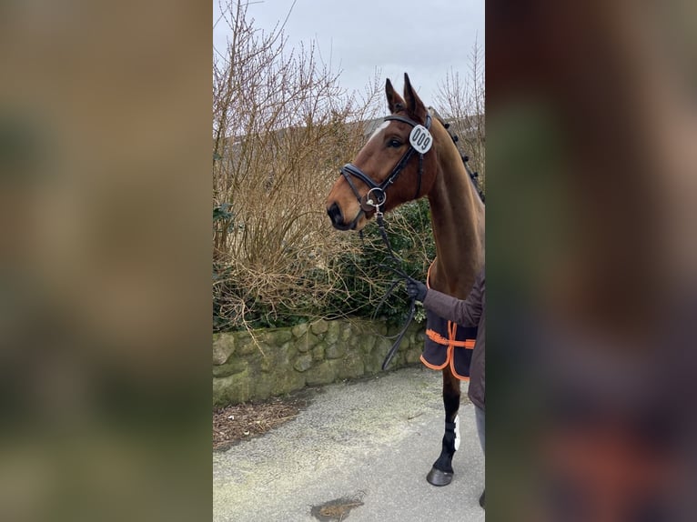 Cheval de sport allemand Hongre 5 Ans 172 cm Bai in Husum
