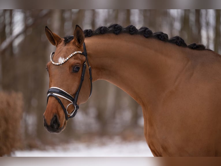 Cheval de sport allemand Hongre 5 Ans 172 cm Bai clair in Wehringen