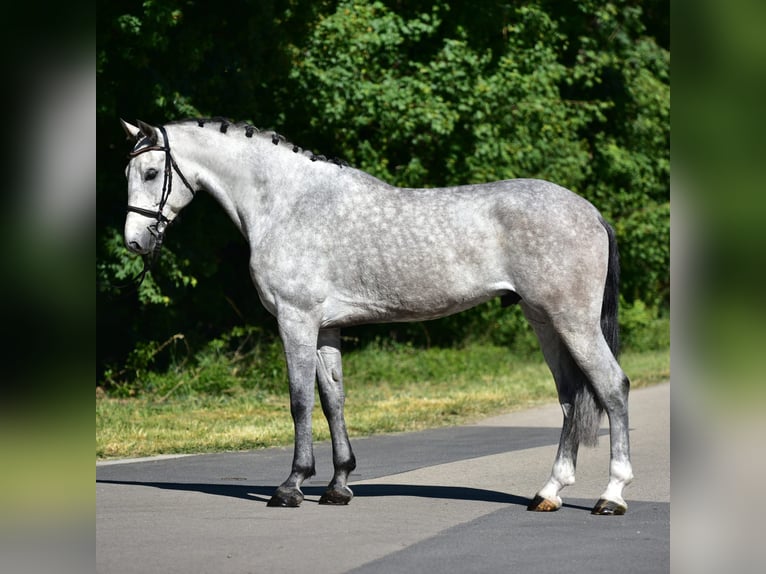 Cheval de sport allemand Hongre 5 Ans 172 cm Gris in Neumarkt an der Raab