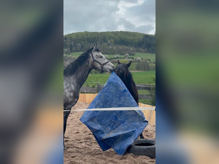 Cheval de sport allemand Hongre 5 Ans 172 cm Gris pommelé in Kaltennordheim