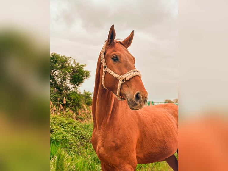 Cheval de sport allemand Hongre 5 Ans 173 cm Alezan in Worms