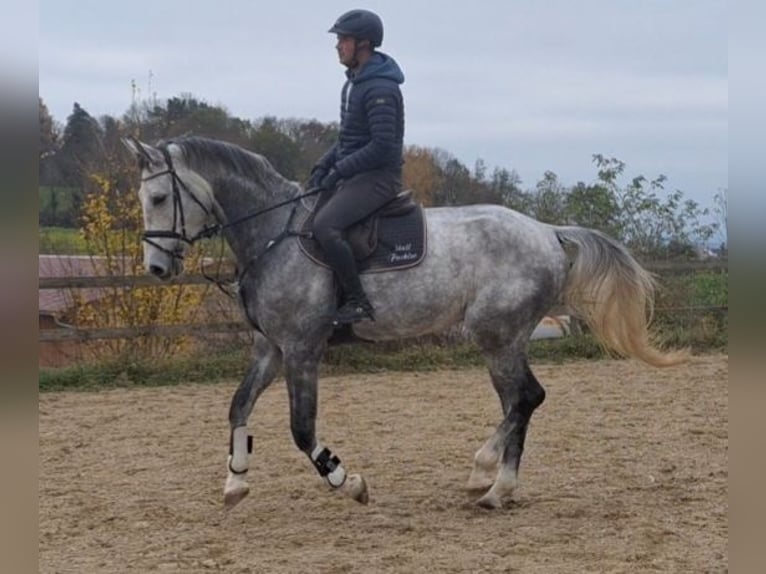 Cheval de sport allemand Hongre 5 Ans 173 cm Gris pommelé in Epfendorf