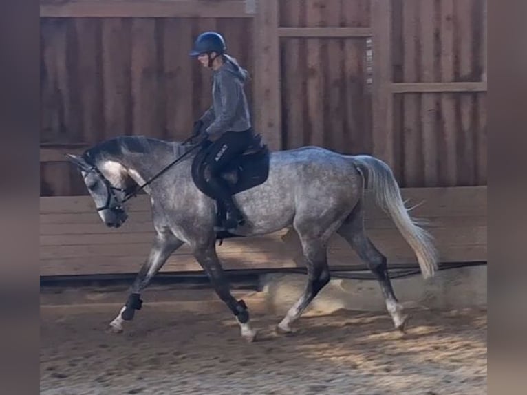 Cheval de sport allemand Hongre 5 Ans 173 cm Gris pommelé in Epfendorf