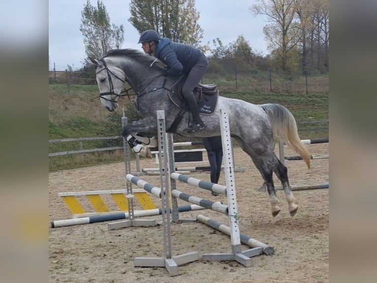 Cheval de sport allemand Hongre 5 Ans 173 cm Gris pommelé in Epfendorf