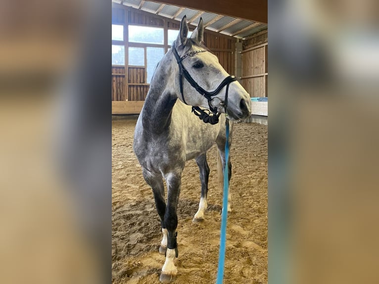 Cheval de sport allemand Hongre 5 Ans 173 cm Gris pommelé in Epfendorf