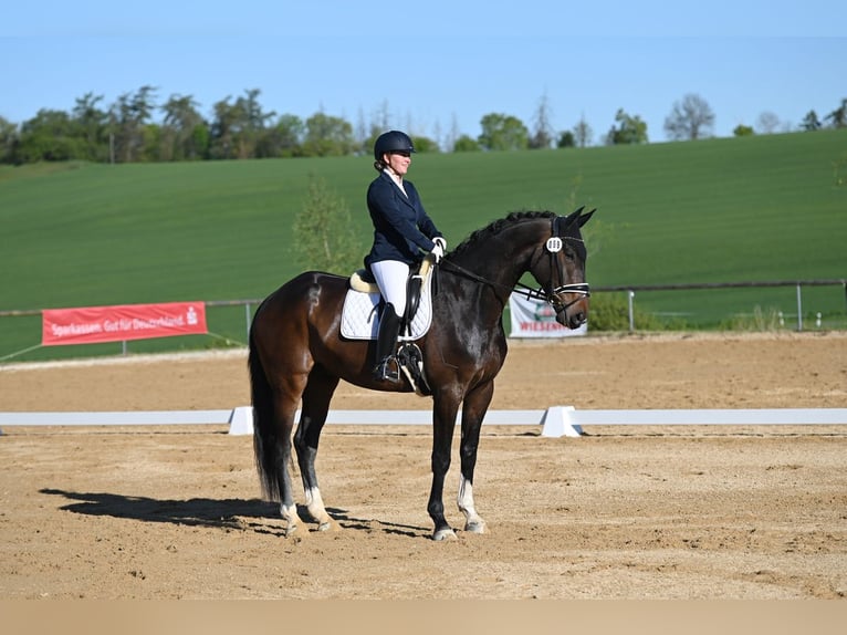 Cheval de sport allemand Hongre 5 Ans 174 cm Bai brun in Remptendorf