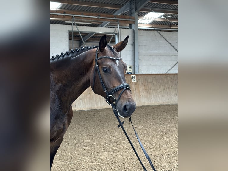 Cheval de sport allemand Hongre 5 Ans 174 cm Bai brun in Michaelisbruch