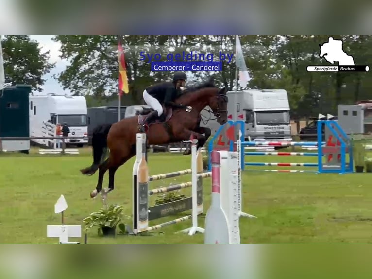 Cheval de sport allemand Hongre 5 Ans 174 cm Bai brun in Gadow