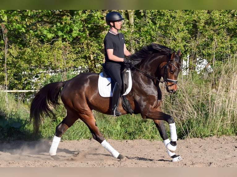 Cheval de sport allemand Hongre 5 Ans 174 cm Bai in Hohen Neuendorf