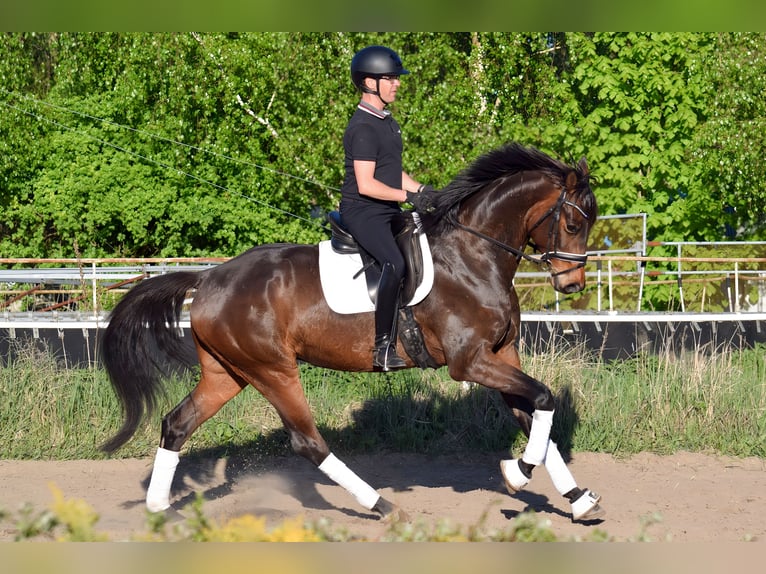 Cheval de sport allemand Hongre 5 Ans 174 cm Bai in Hohen Neuendorf