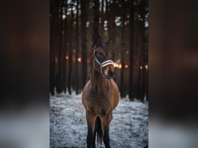 Cheval de sport allemand Hongre 5 Ans 174 cm Bai in Hohen Neuendorf