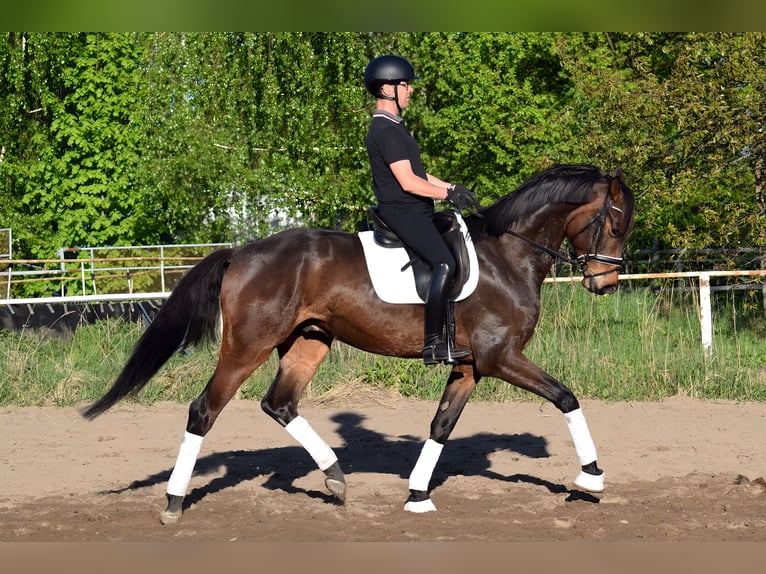 Cheval de sport allemand Hongre 5 Ans 174 cm Bai in Hohen Neuendorf