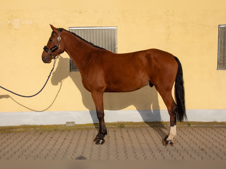 Cheval de sport allemand Hongre 5 Ans 174 cm Bai in Gundelfingen an der Donau