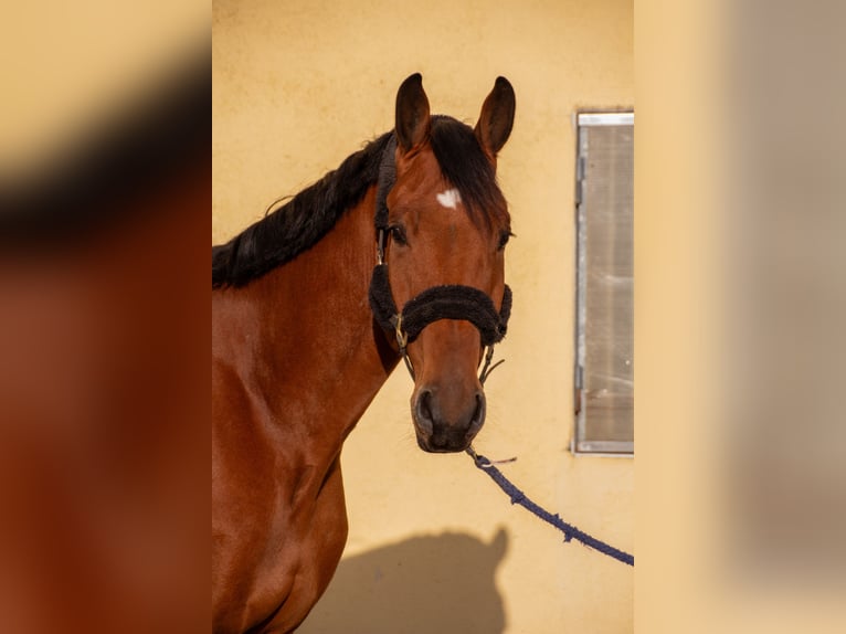 Cheval de sport allemand Hongre 5 Ans 174 cm Bai in Gundelfingen an der Donau